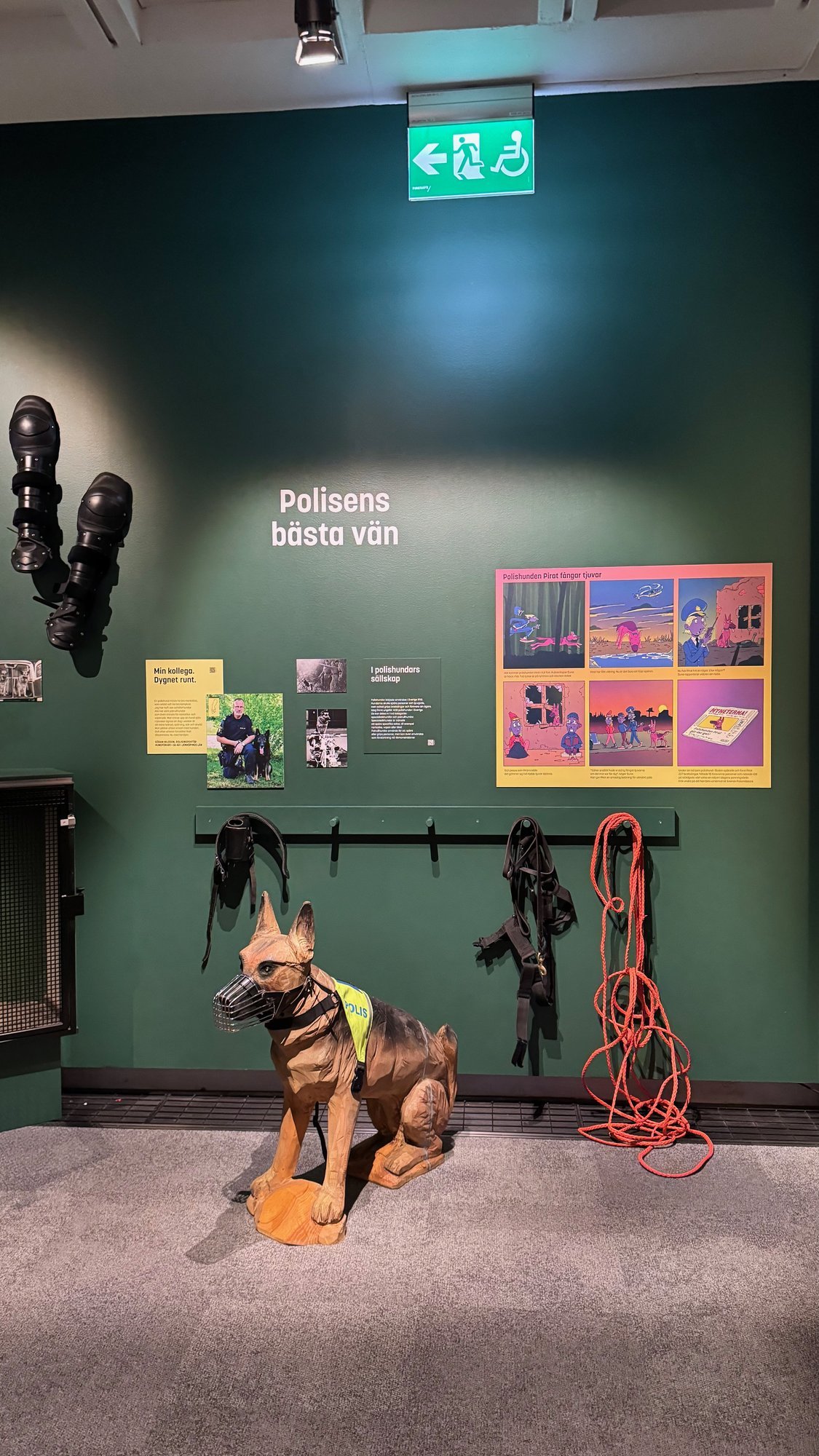 A model police dog with dog equipment on a green wall at Polismuseet.