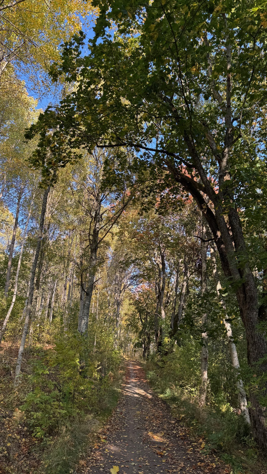 Forest path between birch trees in autumn colours near Stockholm