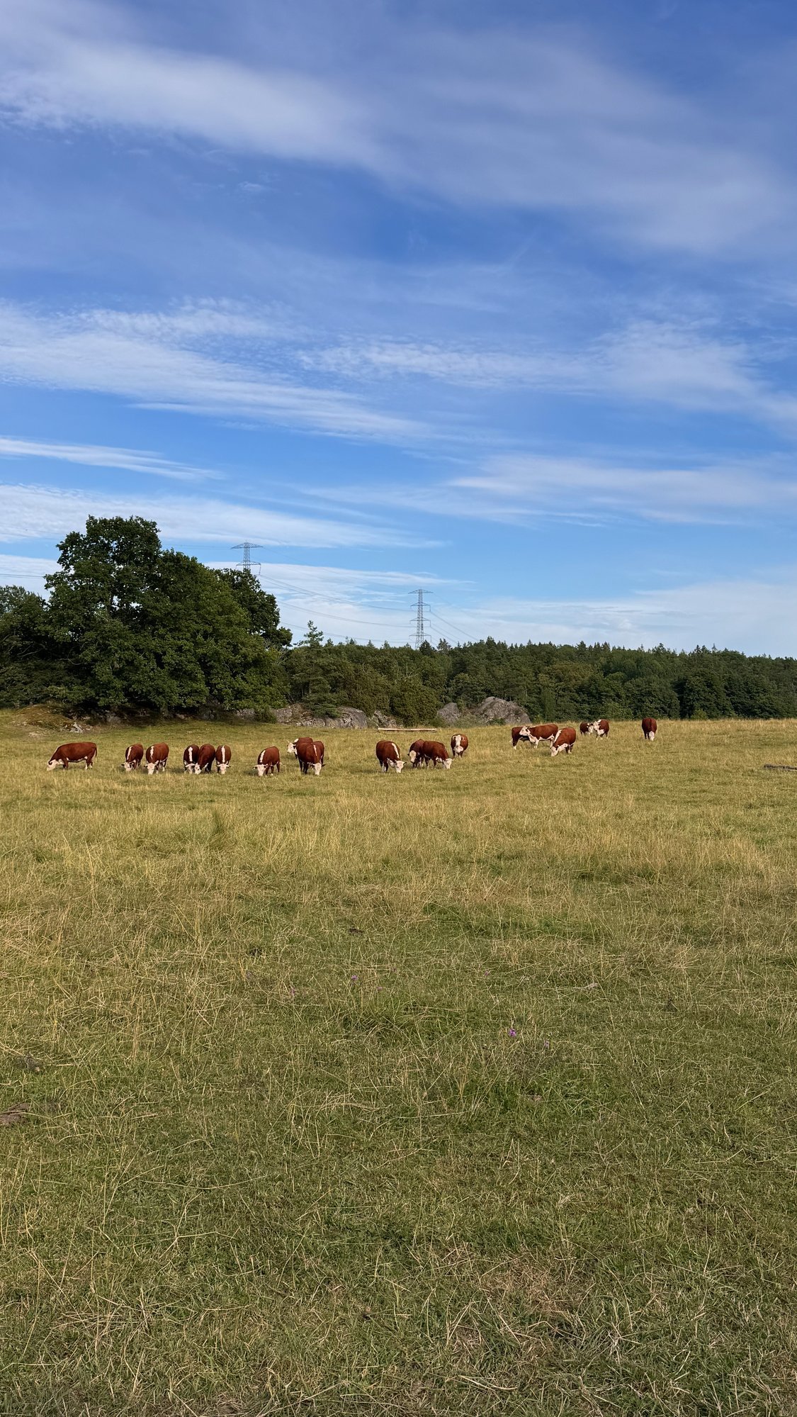Cows in a pasture meadow in Huddinge