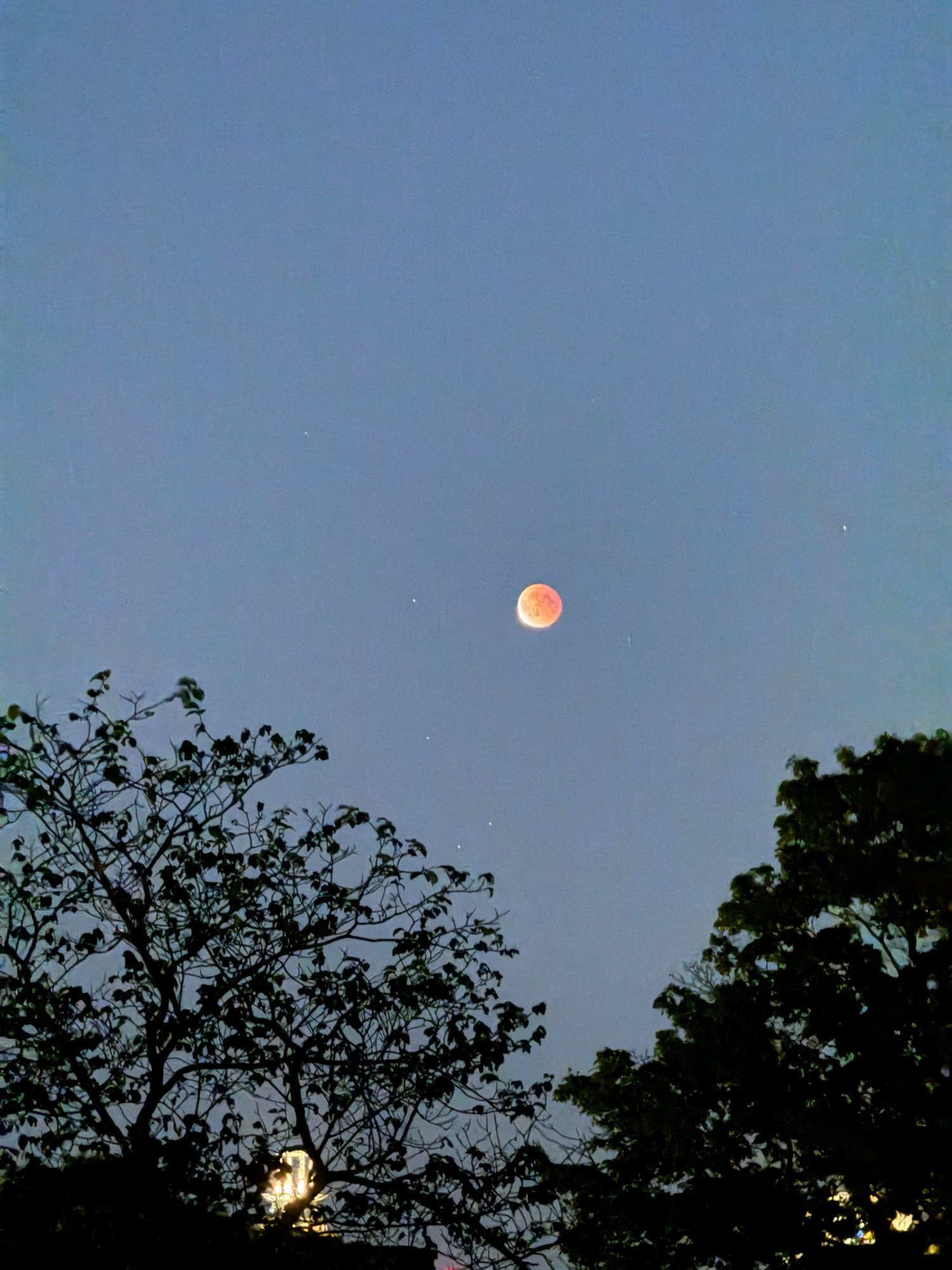 Lunar eclipse seen between trees in the night sky near Stockholm