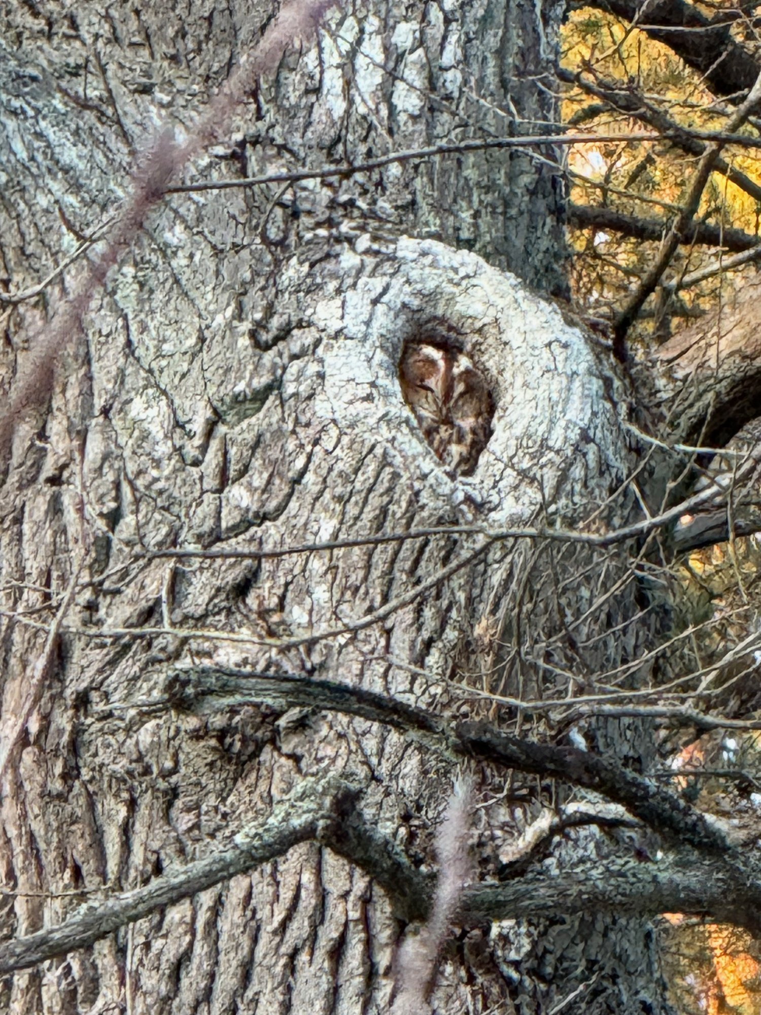 Owl in a nesting hole in a tree, close up