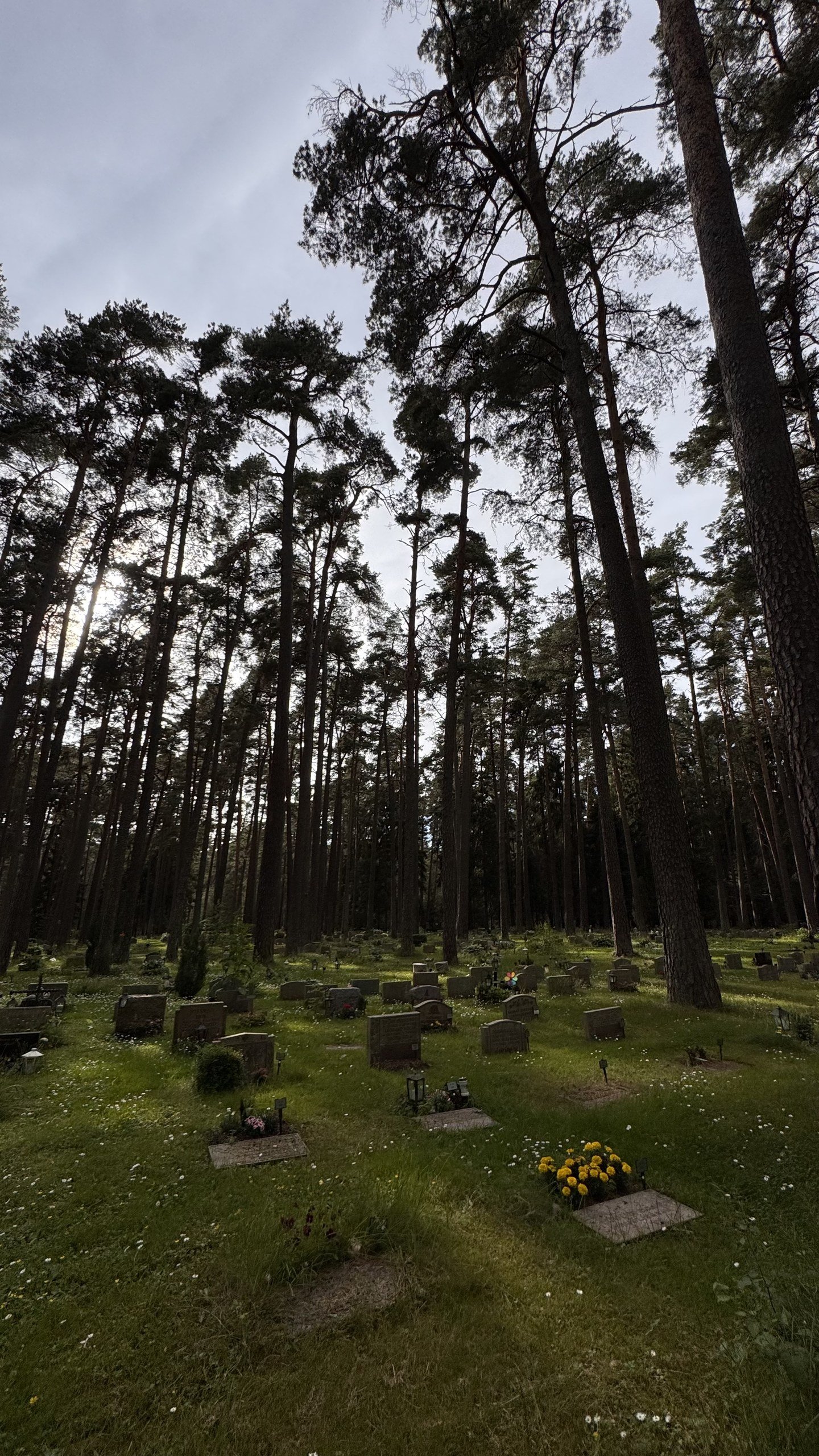 Pine trees rise above rows of gravestones at Skogskyrkog&aring;rden, Stockholm's UNESCO-listed woodland cemetery, photographed by Zayera Khan