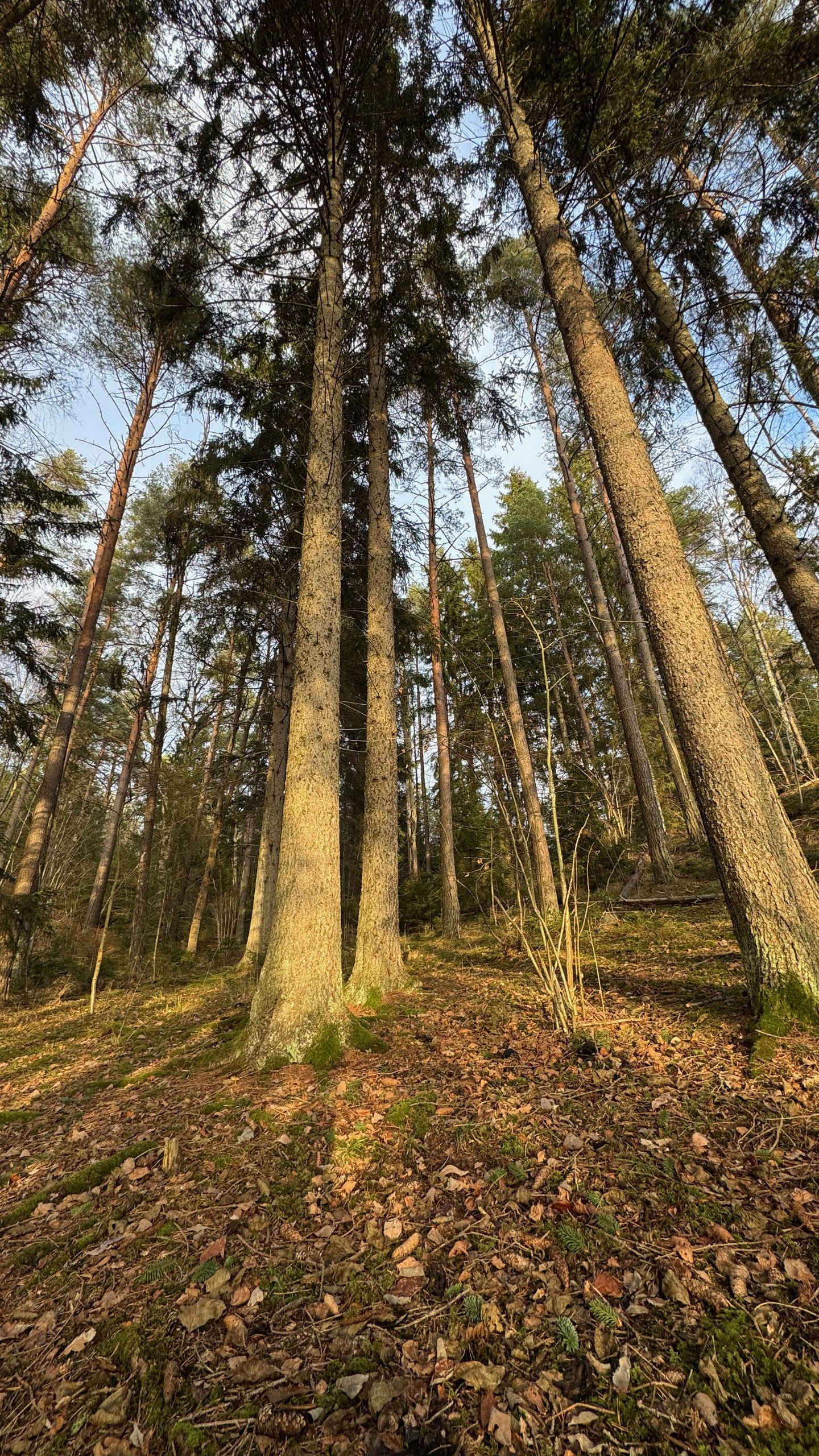 Sunlight breaks through tall pine trunks along a forest trail near Stockholm. Photographed by Zayera Khan.