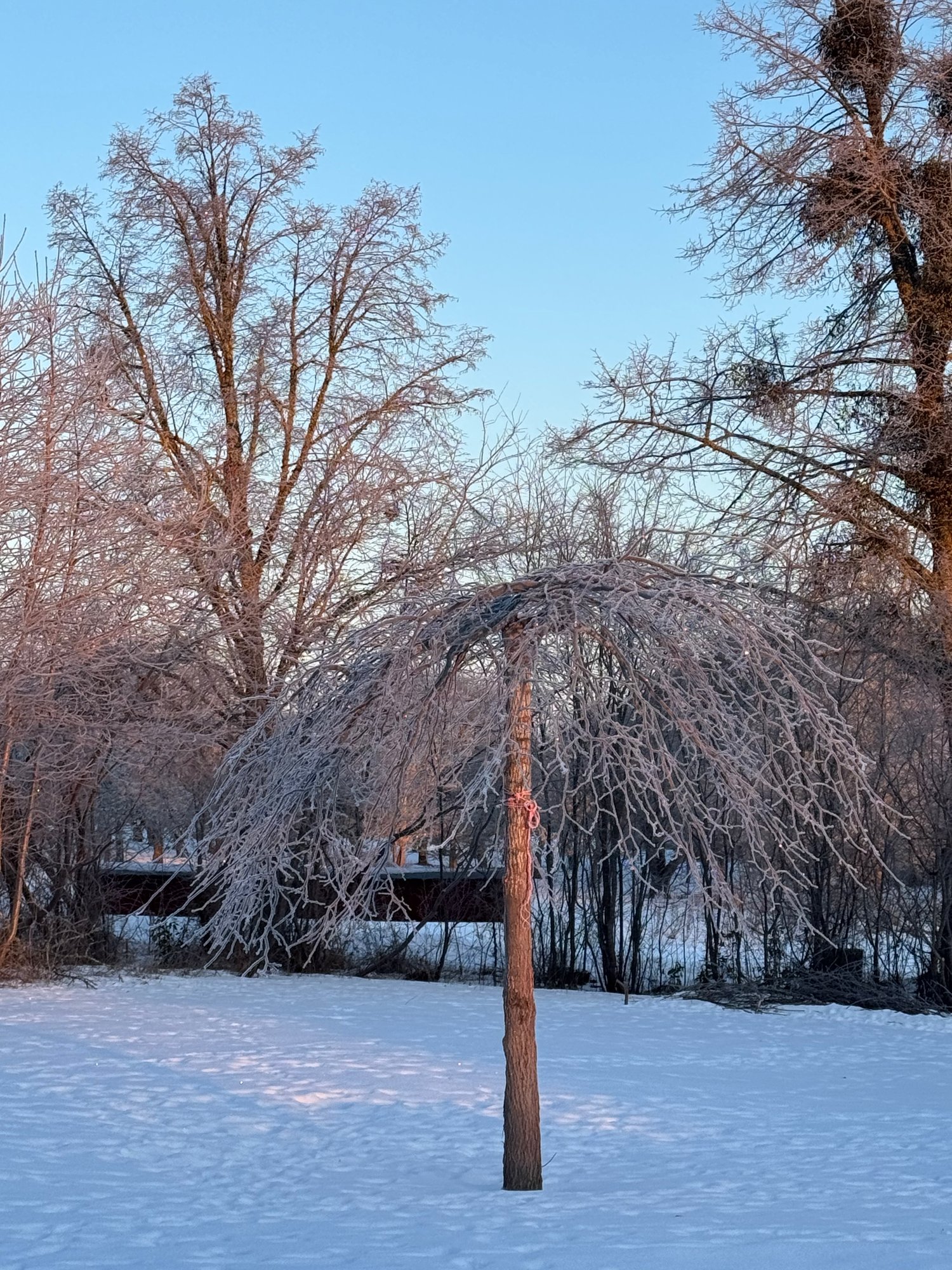 Trees covered in white hoar frost stand in deep snow under a pale blue sky.
