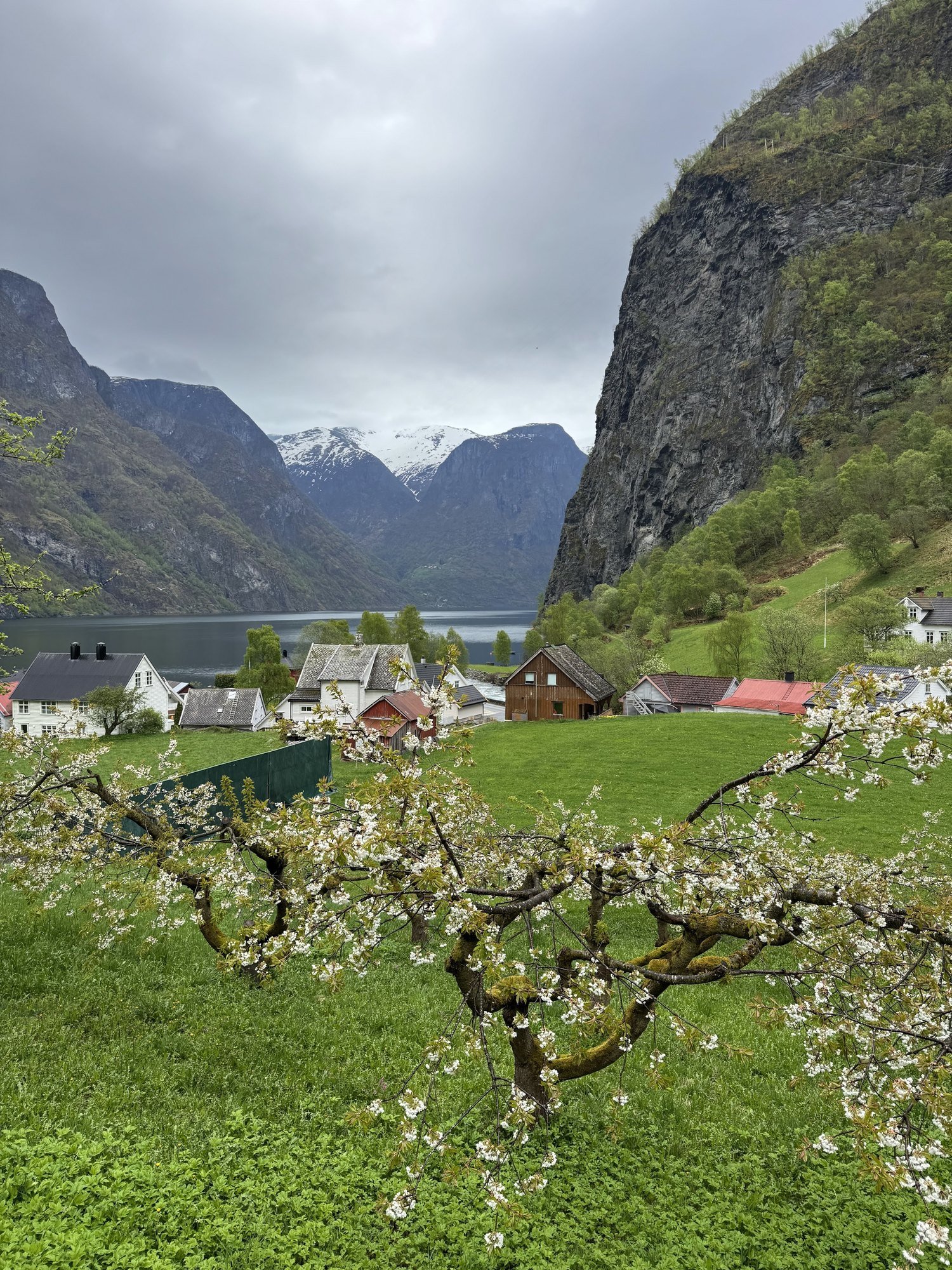 Fruit trees in white blossom in front of a village by a fjord, below a steep cliff.
