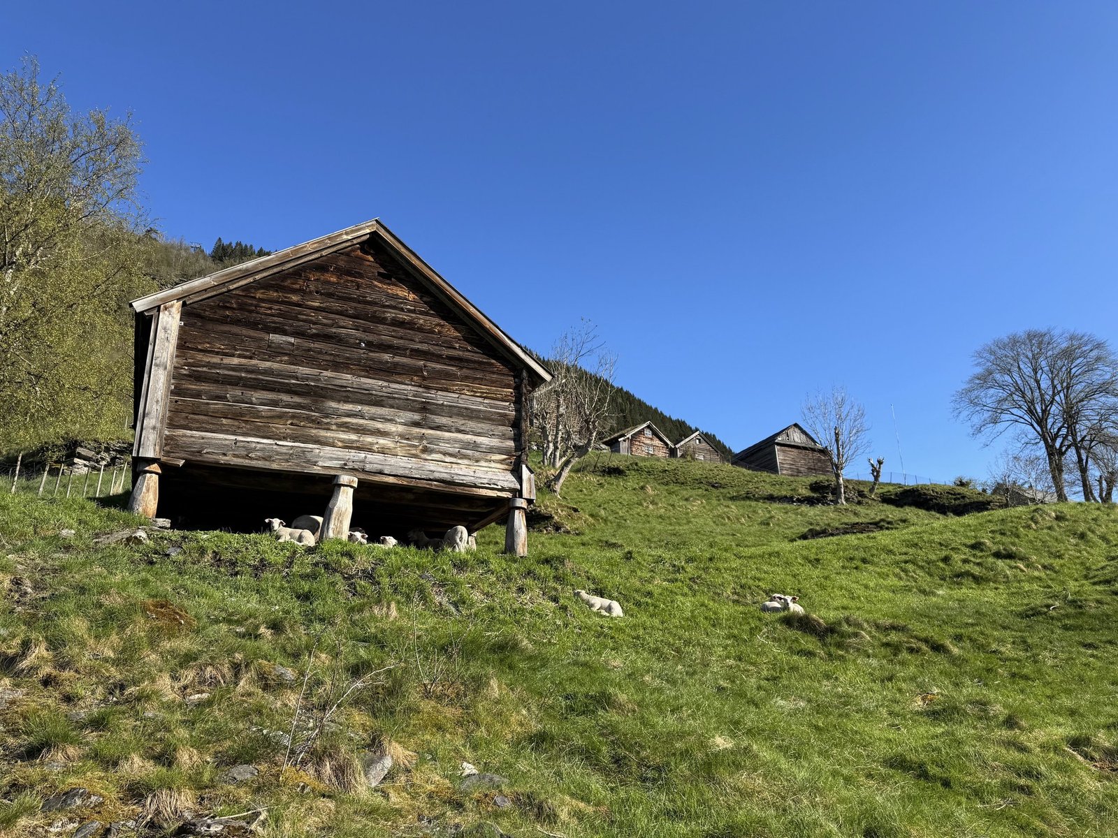 An old wooden storehouse on posts in a green meadow, with sheep lying in the grass.