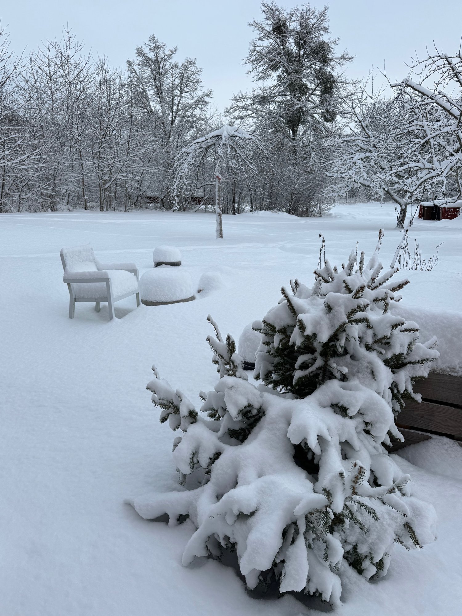 Snow-covered garden scene in Stockholm
