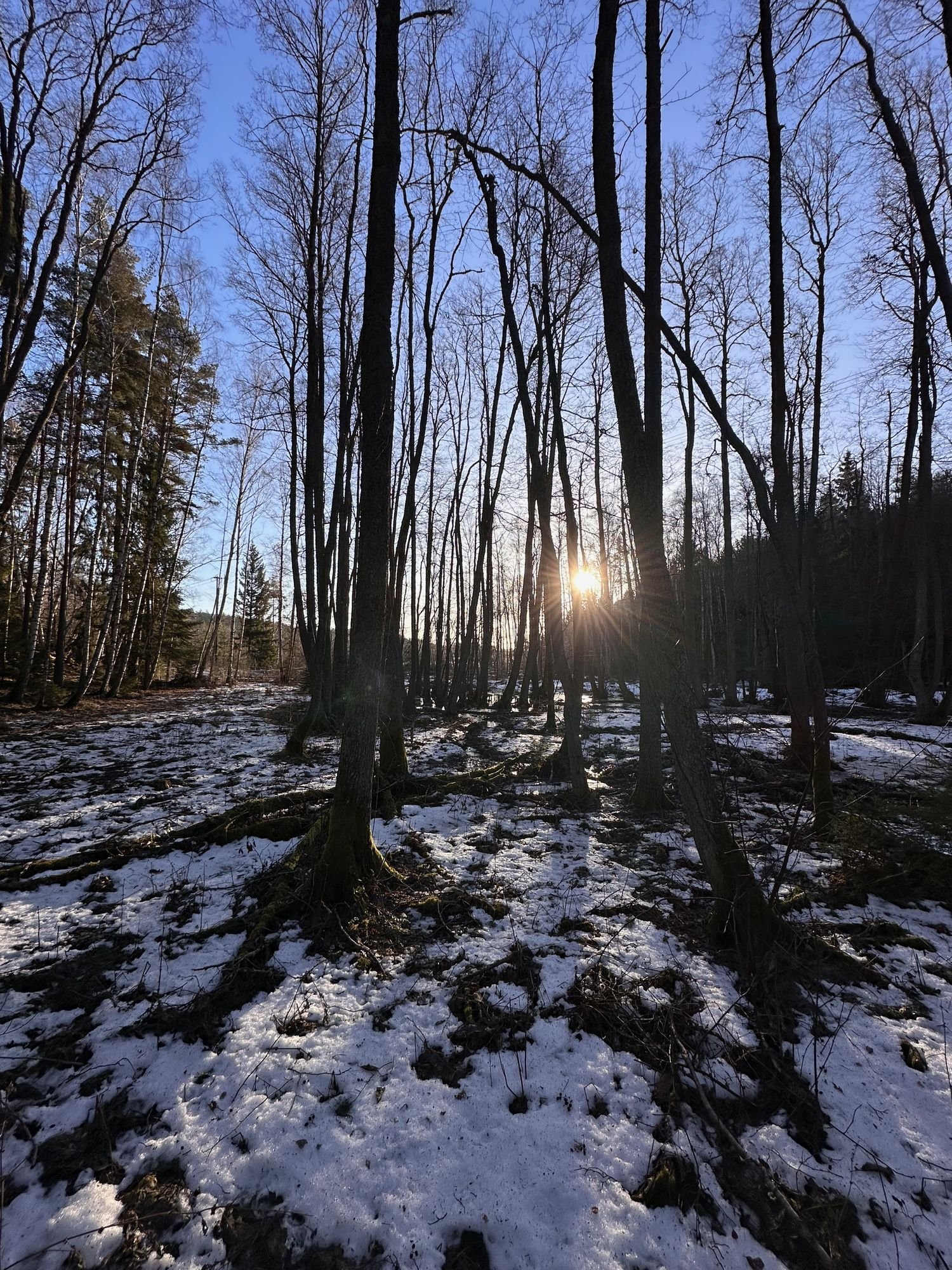 Low sun shines through tall bare trees in a forest, with patches of snow on the ground.