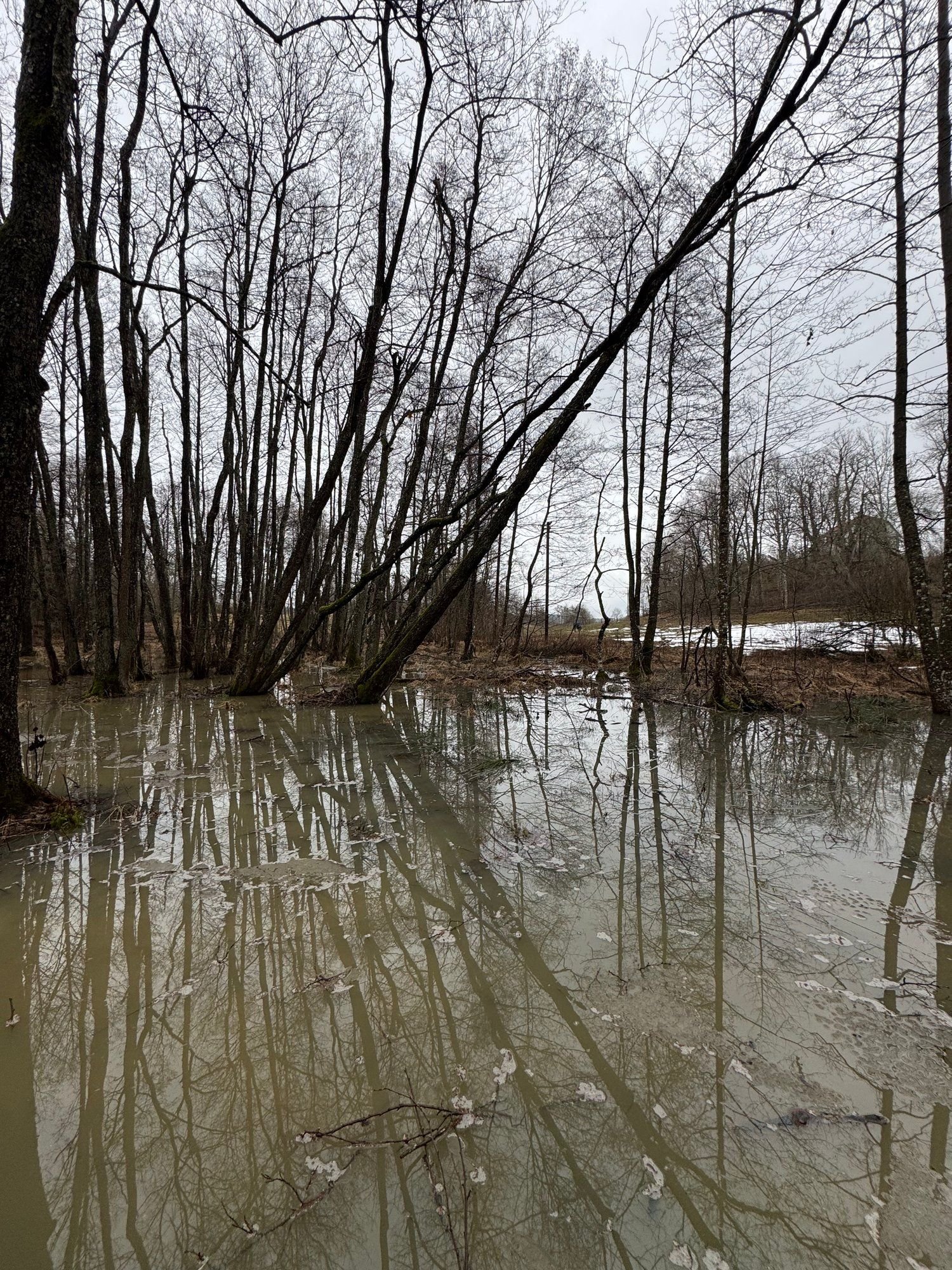 Wetland reflection in a forest near Stockholm