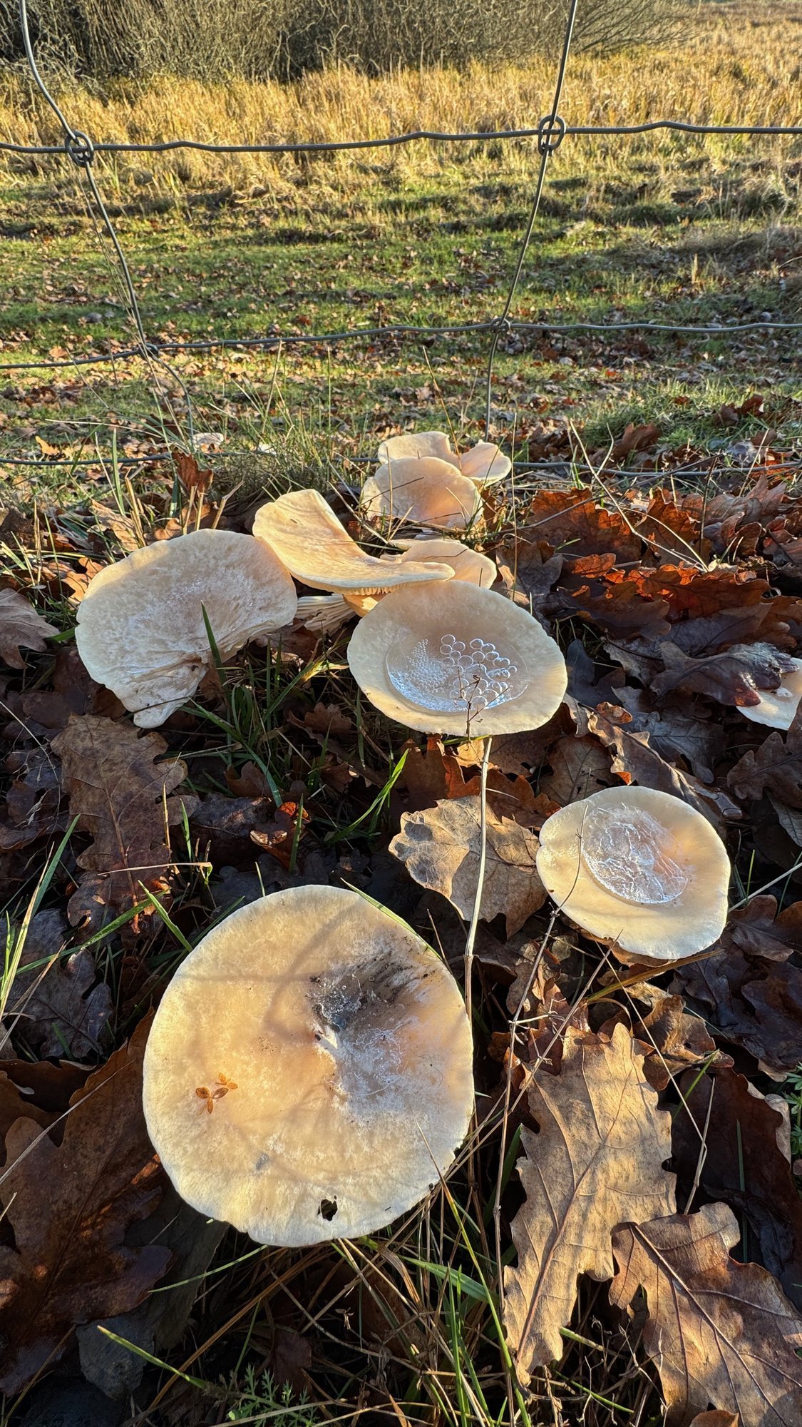 Wild mushrooms found while foraging in autumn near Stockholm