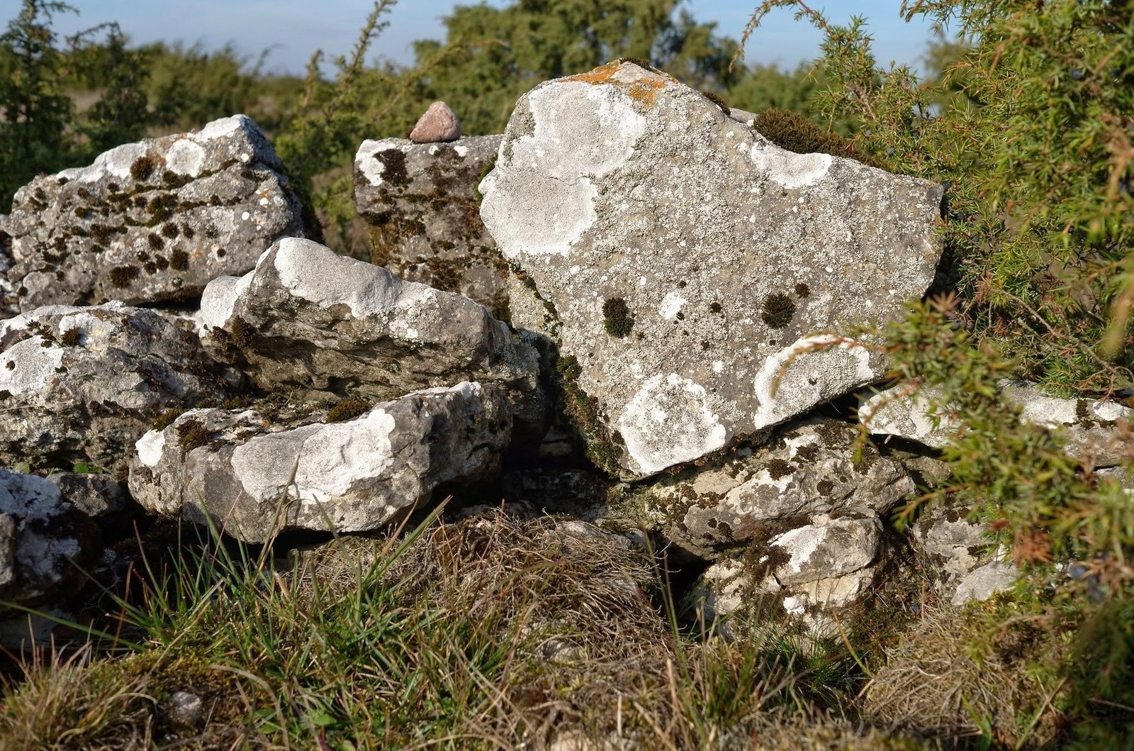Traditional limestone wall along a road on Öland
